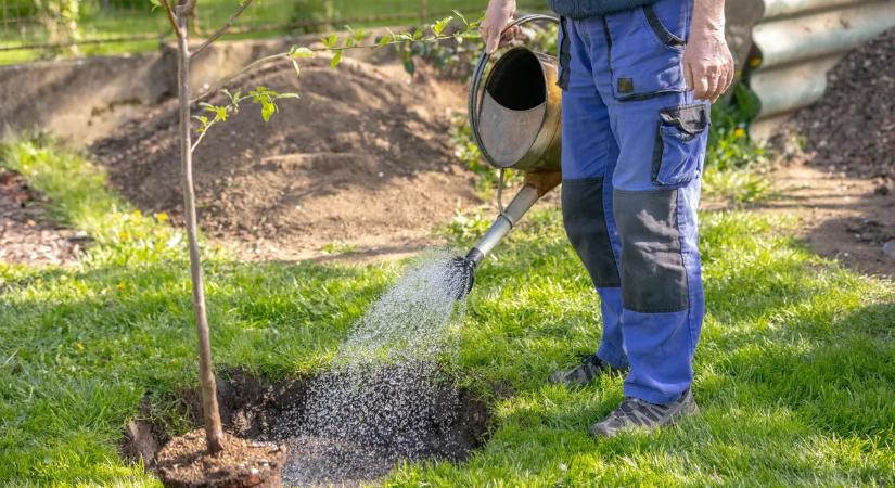 Ez 5 fa mindent kibír, már ültetheted is a kertedbe