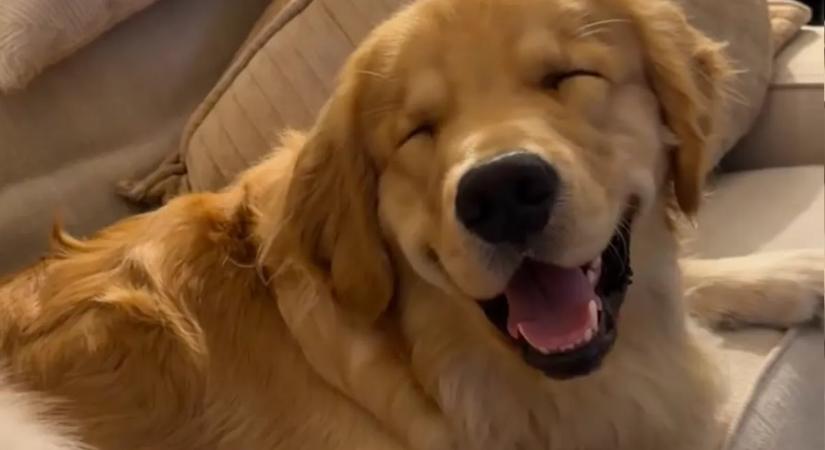 Minden erejével ébren próbál maradni a golden retriever: az ok szívmelengető