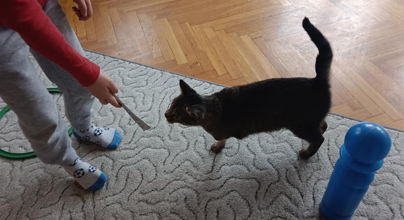 Babó és Jiji: így váltak sérült cicákból terápiás hősök