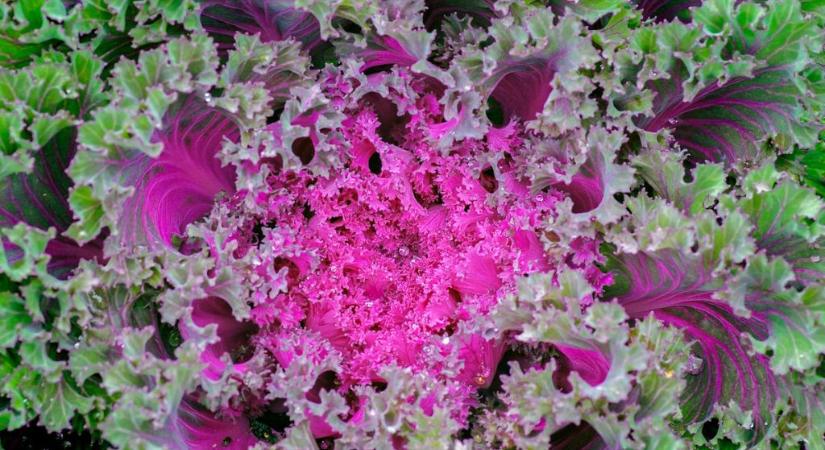 Egy 17. században fogyasztott zöldség tér vissza a konyhába: több vasat tartalmaz, mint a hús