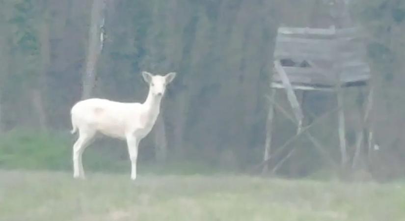 Ilyet még nem látott! – Ritka állatot fotóztak Zalaegerszegen