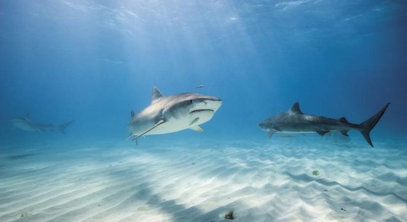 Kokainos cápákra bukkantak a Bahamáknál
