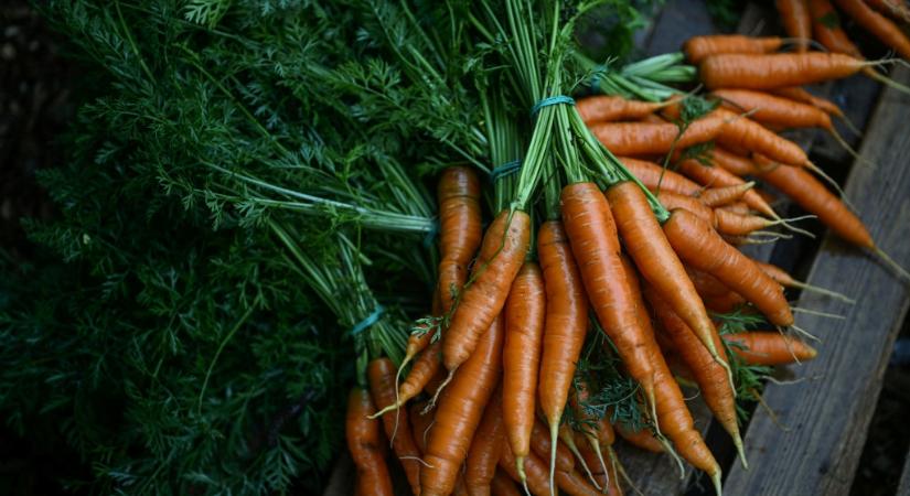 Így vesd el a magokat, hogy gyönyörű sárgarépa legyen a kertedben