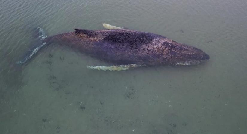 Versenyt futnak az idővel: egy bálna életét próbálják megmenteni Németországban