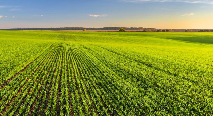 Jól teleltek a kalászosok, felértékelődik a tudatos technológia