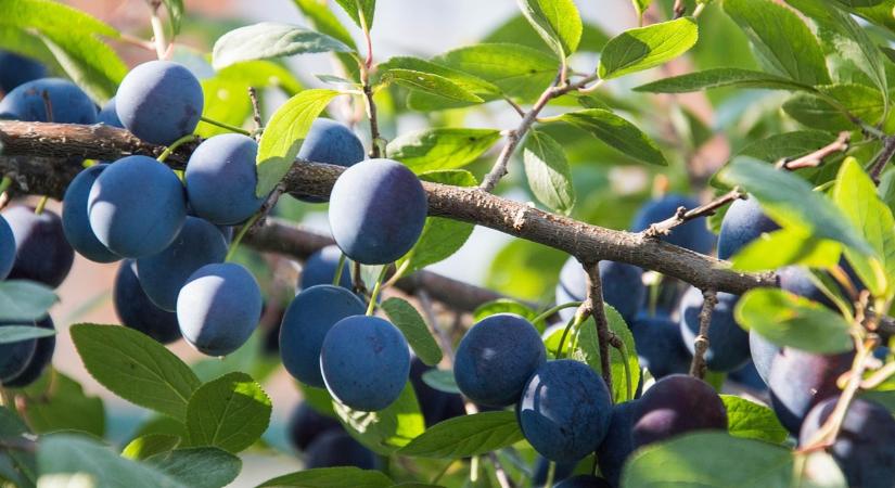 Modernizáció nélkül elolvadhat a 90 ezer hektáros előnyünk