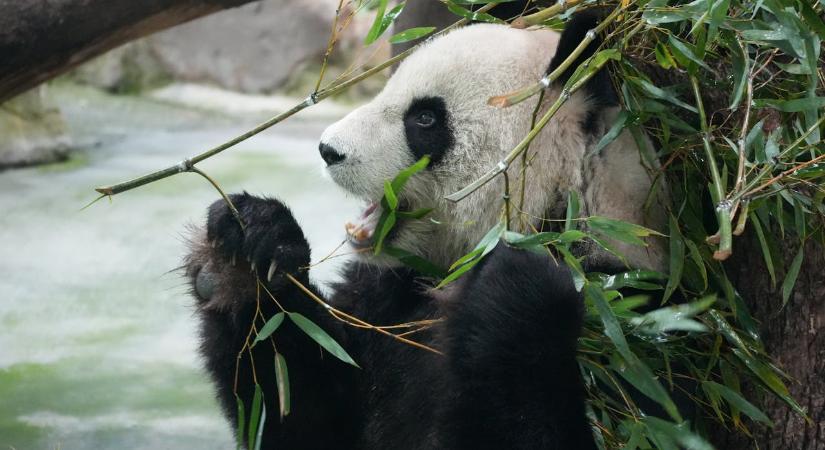 Saját Layer 2-es blokklánc hálózatot indít a Bitpanda