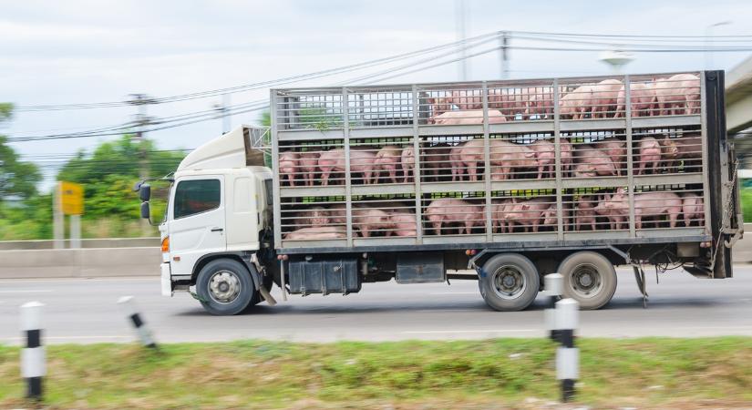 Afrikai sertéspestis: a tápban bújt meg a gyilkos kór