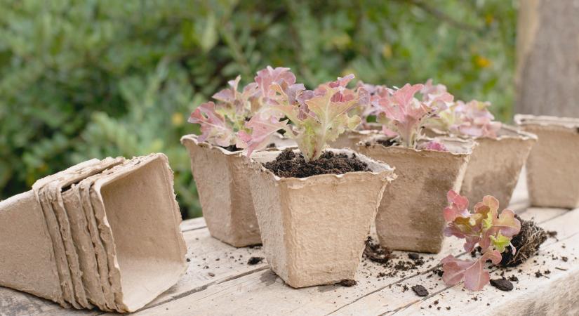 Balkonkertészkedés: Ehető növények a teraszon