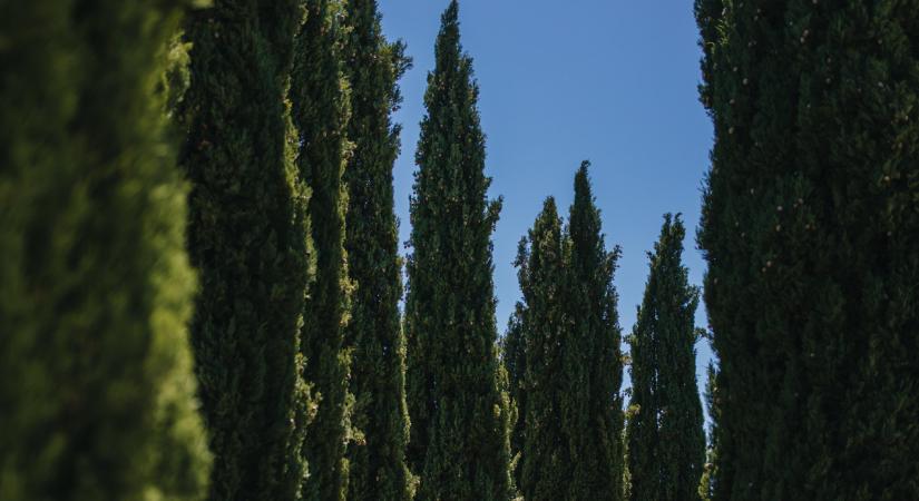 Kalandozás a ciprusok világába