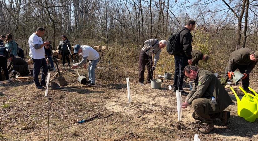 Megújul a Csalánosi Parkerdő: válasz a klímaváltozás kihívásaira Kecskeméten
