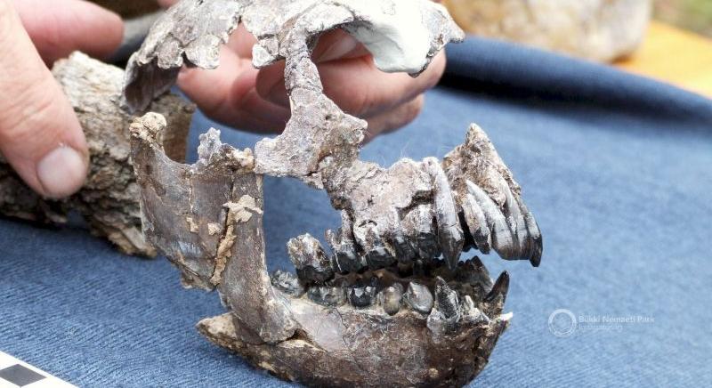 Meghalt a magyar régész, aki kiásta Rudit a föld alól