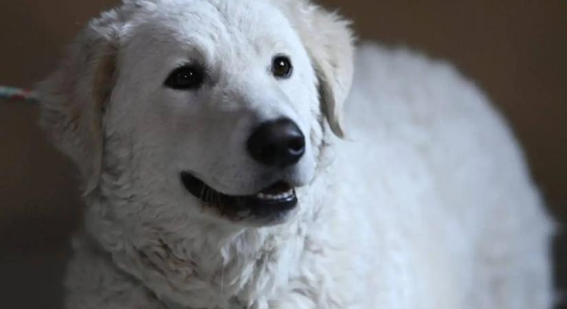 Tanulmány: az ember és a kutya kapcsolata több mint 15 ezer éve kezdődött