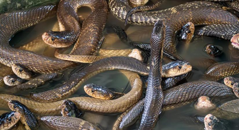 Sokk a hegyekben: csörgőkígyó ölte meg a kiránduló 46 éves nőt