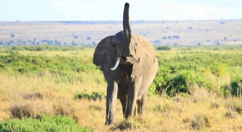Magyar segítséggel tartják távol az afrikai elefántokat