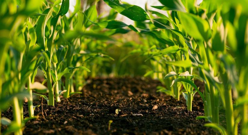 Ha Önnek is fontos a földje jövője: a talajvizsgálat, ami 5 évre előre tervez