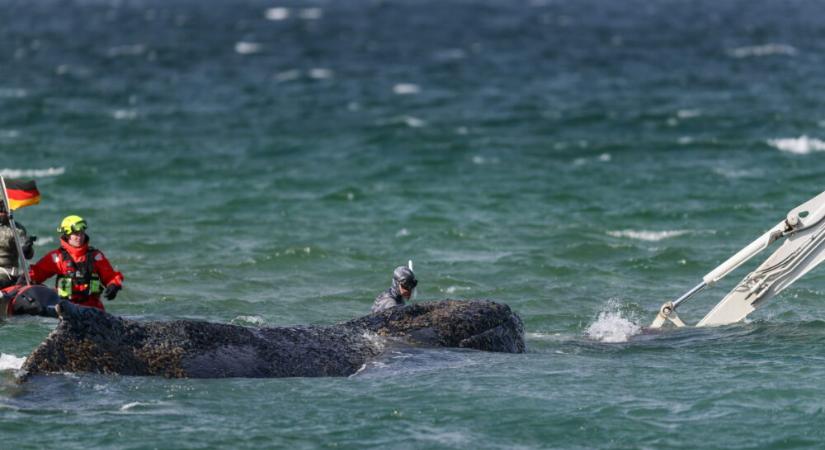 Partra vetődött bálna Németországban