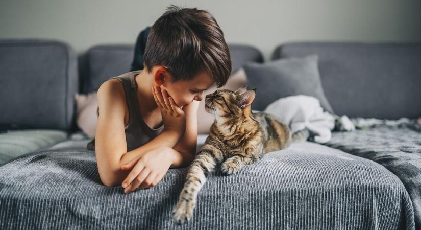 Mit jelent, ha dorombol a macska? – Nem csak boldogságot fejezhet ki vele