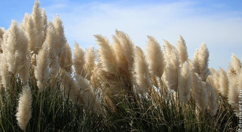 Pampafű tavaszi metszése: mire kell figyelni?