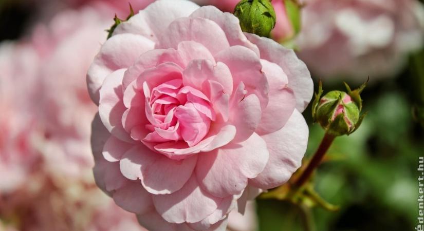 Rózsák tavaszi metszése: ha ezekre figyelsz, ontja a virágokat