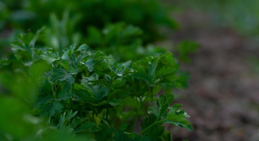 Hatékony fellépést kér az agrárvezetéstől az NGT-rendelet ellen a Magyar Biokultúra Szövetség
