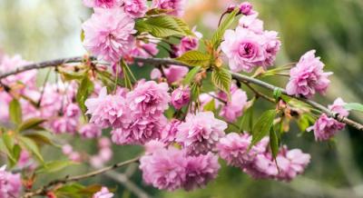 Sakura Ünnep az ELTE Füvészkertben – 2026