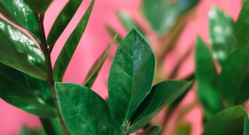 Az agglegénypálma szinte mindent kibír, de ez a hiba végzetes lehet