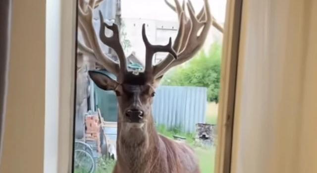 TikTok-sztár szarvast ütöttek el Rivne megyében – az elkövető elhajtott