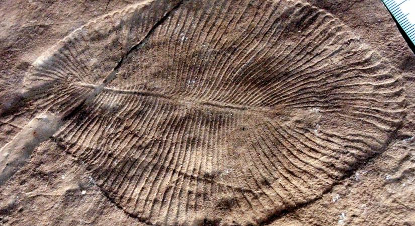 A Föld első nagy kihalási eseménye súlyosabb lehetett, mint gondolták