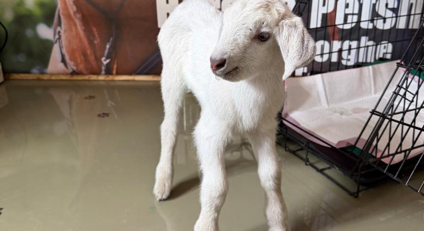 Megdöbbentő állatkínzás Sepsiszentgyörgyön: újszülött kecskegidát dobtak a szemetesbe