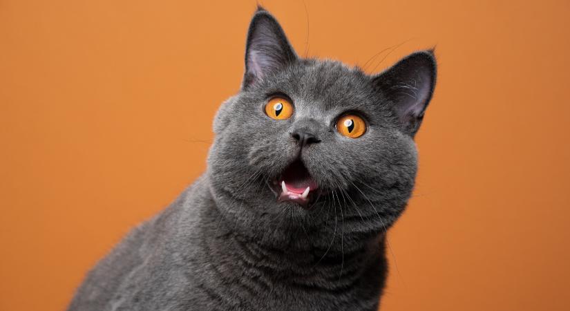 Így hat a koffein a macskákra – Erre figyelj, ha kedvenced beleivott a kávédba