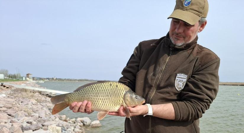 Mégis elkezdték: pontyot telepítettek a Velencei-tóba