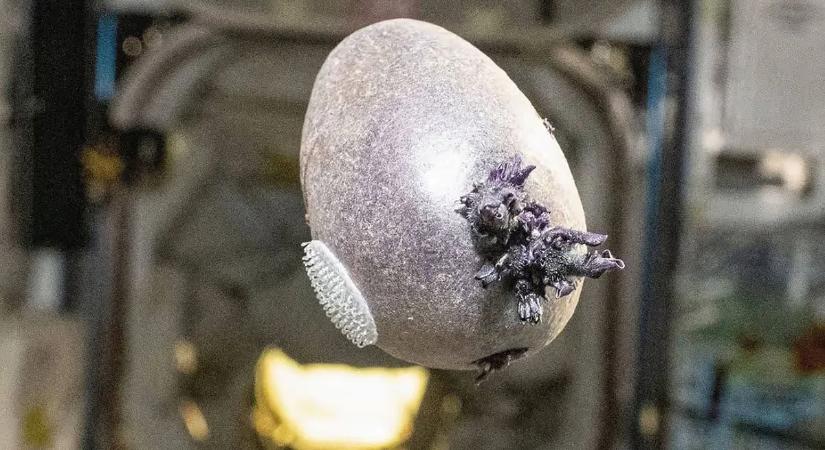 Mi ez? Csápok nőnek a Nemzetközi Űrállomáson