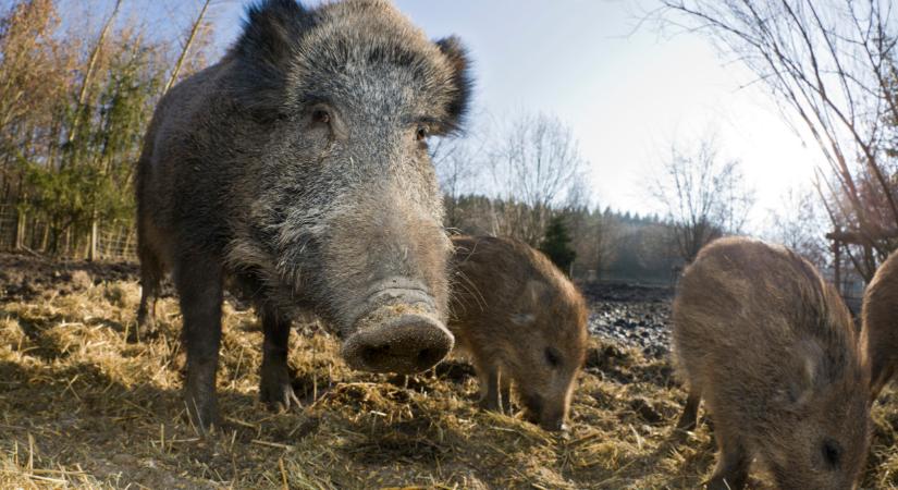 Akkora a baj, hogy elkezdik a vaddisznók kilövését a magyar városban
