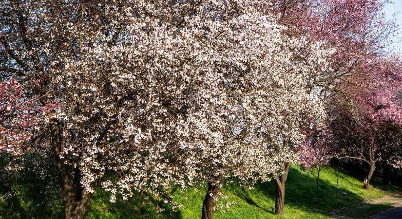 Megússzuk a fagyokat? Fordulatot hoz a mediterrán ciklon Csongrád-Csanádban