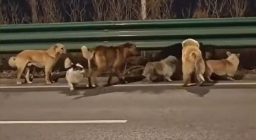 Elrabolhatták őket, de hazaszöktek: könnyeket csalt a világ szemébe a hét kutya története