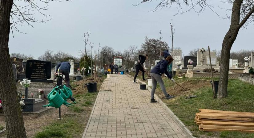 Gömbkőriseket ültettek a tápi temetőben