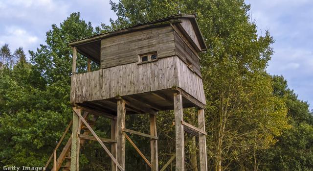 Szinte senki nem veszi észre a vadászt ebben az optikai illúzióban – neked sikerül?