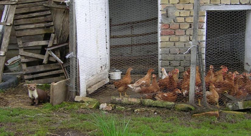 Szétszedi az autódat éjszaka – a ragadozókutató szerint ezért támad a nyest, és így védekezhetsz ellene