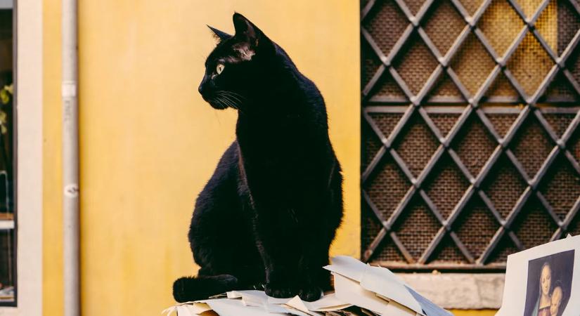 Hét év után hazatért az eltűnt macska – de amit a gazdi észrevett, mindent megváltoztatott