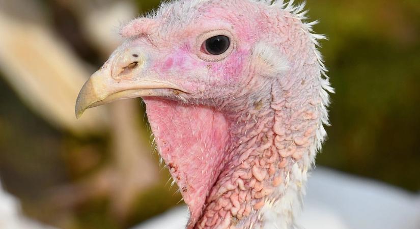 Növekedési pályára állt a magyar pulykaágazat