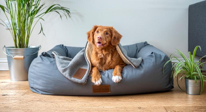 A kutyád tükröz téged – ha így viselkedik, miattad stresszel