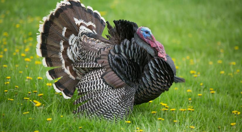 A magyar pulykaágazat újra növekedési pályán