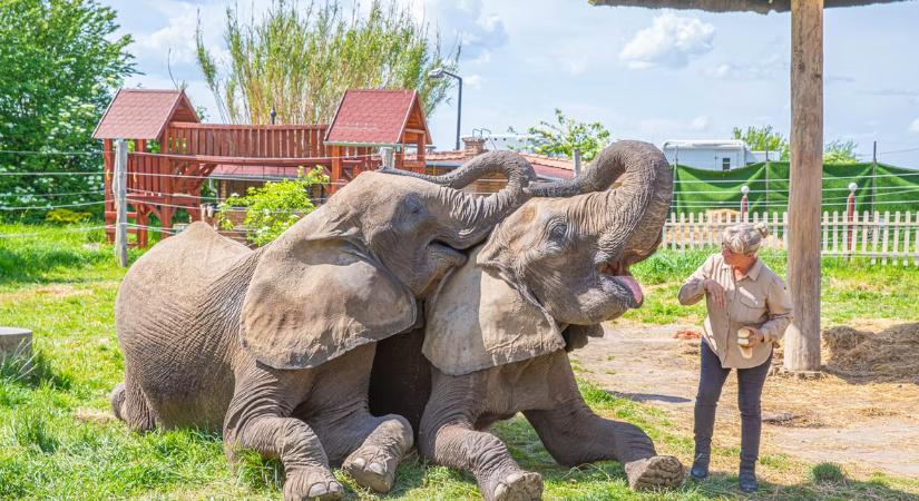 Elefántok nyomában – családi élmények Töltéstaván