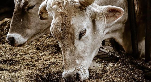 Görögországban is megjelent a ragadós száj- és körömfájás betegség