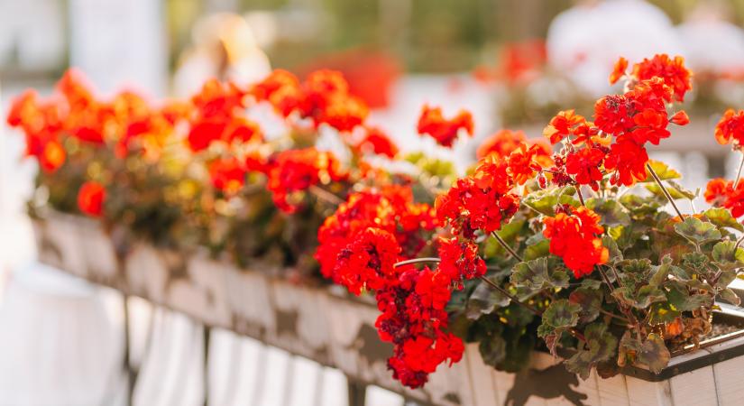 Muskátli: ne tedd ki túl korán, ezt az időpontot várd meg tavasszal
