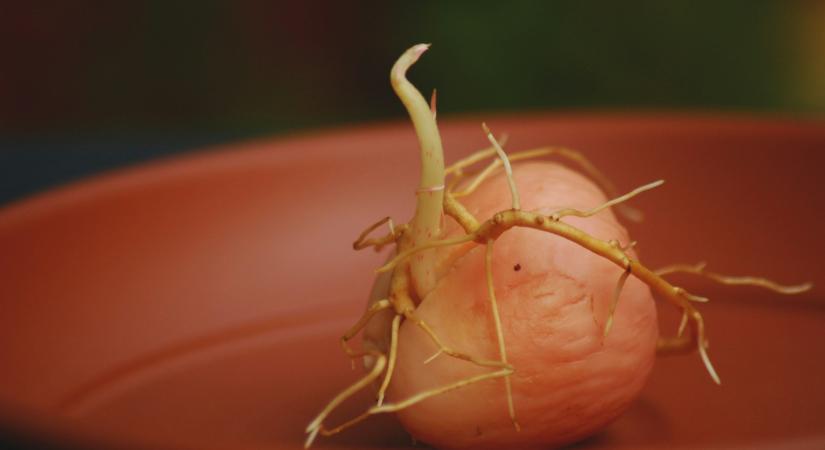 Ne dobjuk ki a burgonyacsírát, pénzt tudunk vele spórolni!