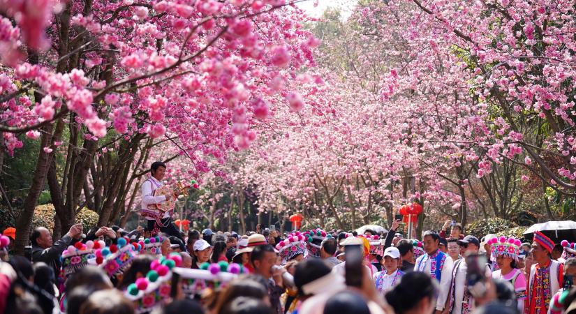 Rózsaszínbe borult a világ – ilyen gyönyörű most a cseresznyefa virágzás