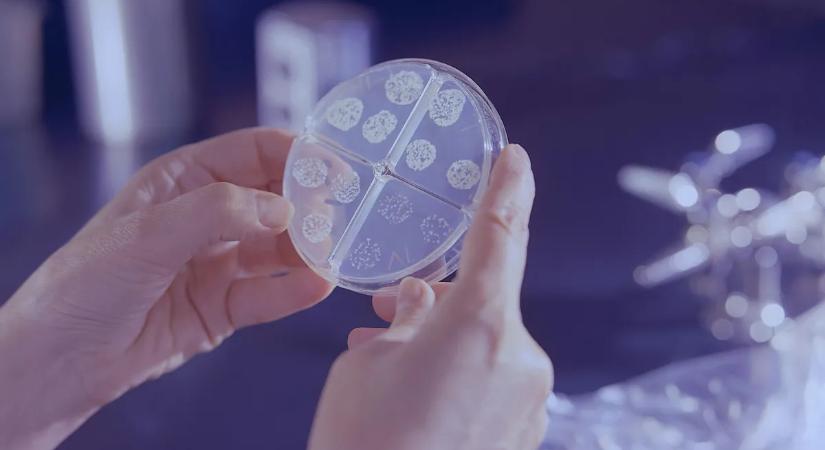 A fehér pestis újra terjed, egyre több a beteg