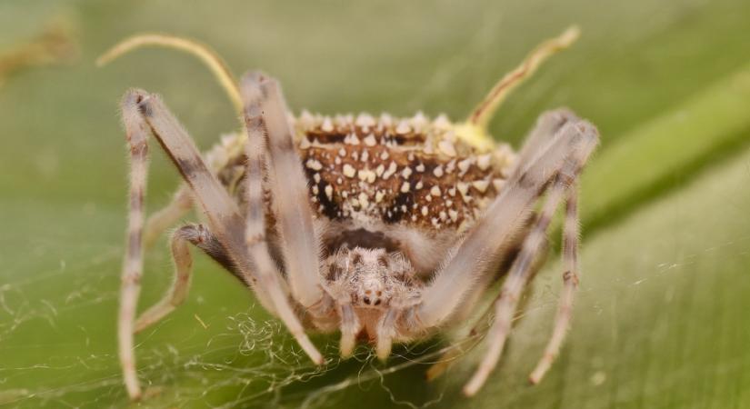 A Last of Us zombi gombáját utánozza egy pók